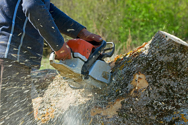 Trusted Rossville, IL Tree Removal Experts